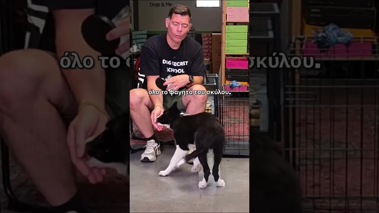 Πώς να ασχοληθείς με το κουτάβι σου σωστά