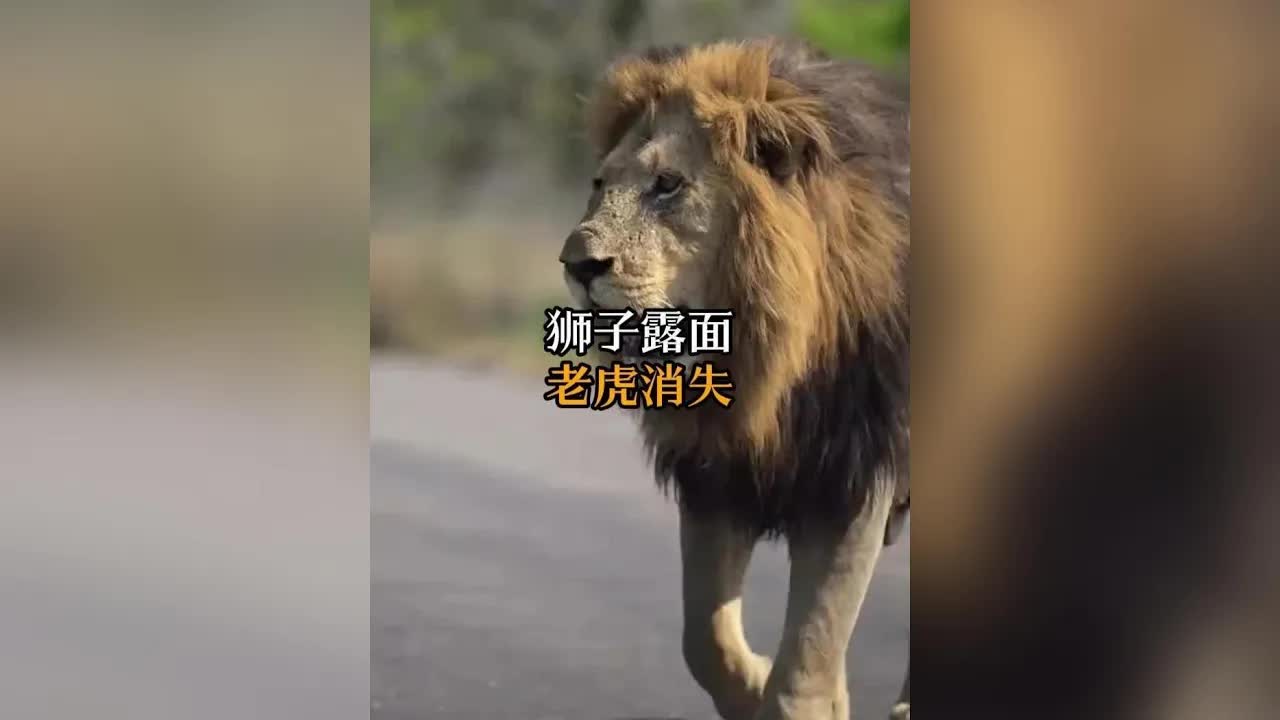 受傷獅子與老虎的生存差異