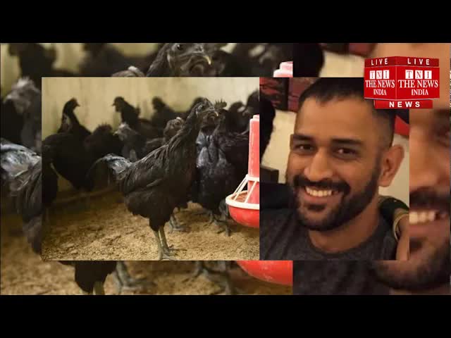 झाबुआ में बर्ड फ्लू और धोनी का कड़कनाथ ऑर्डर