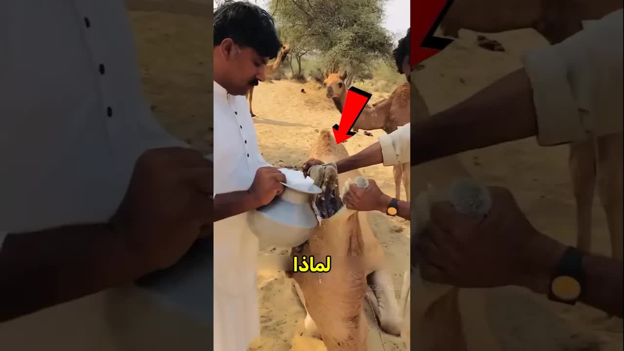 لماذا نطعم الجمال الملح قبل السفر؟