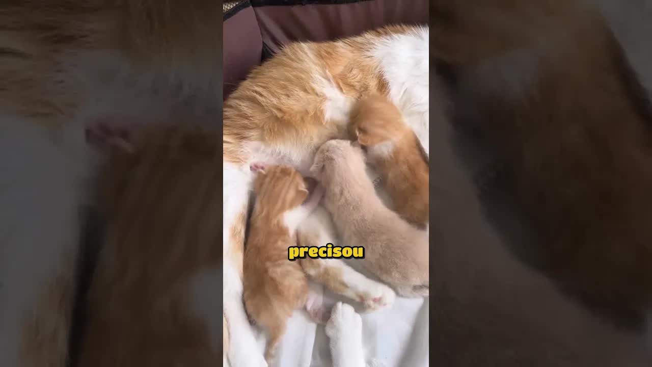 Gatinha cresceu rápido por não dividir leite