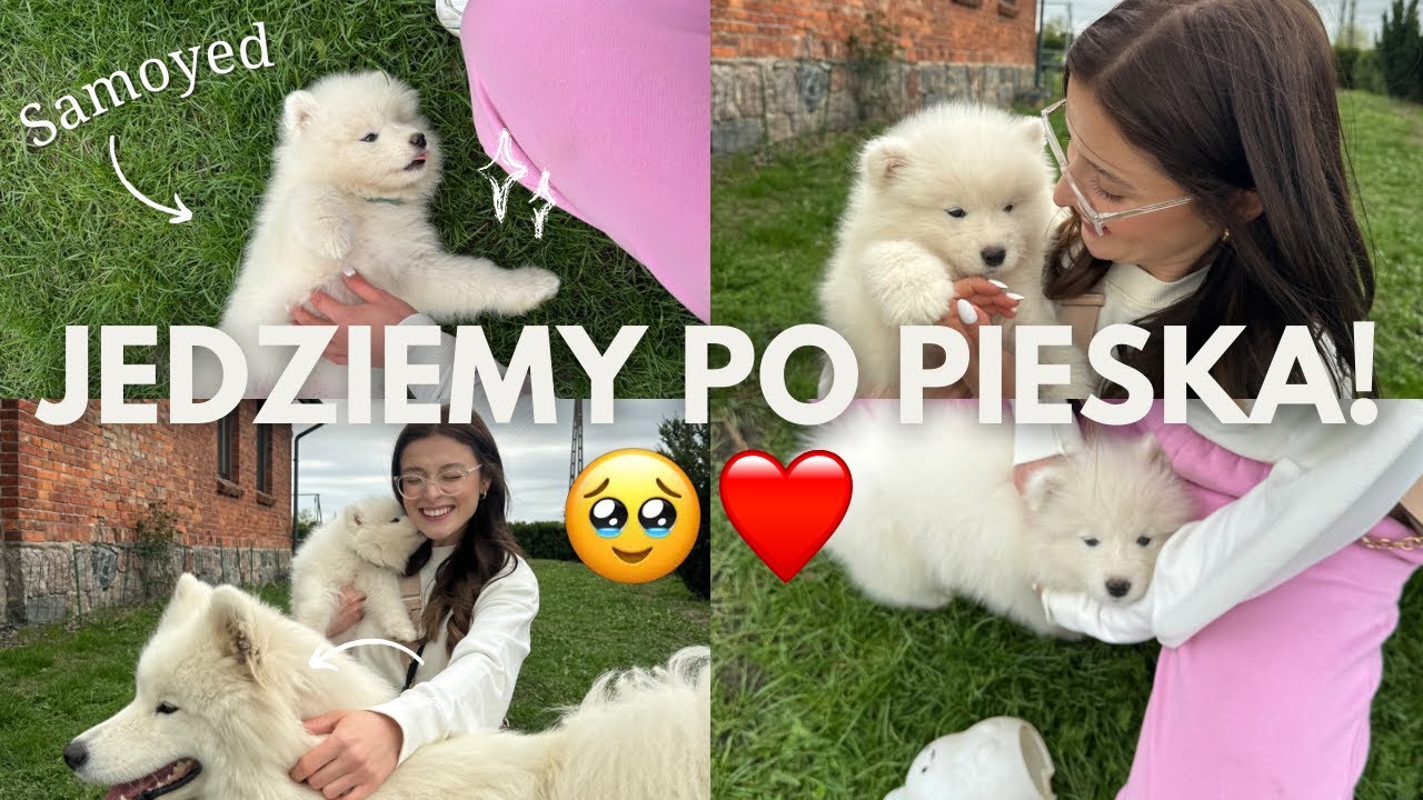 Odbiór szczeniaka Samojeda i wyprawka