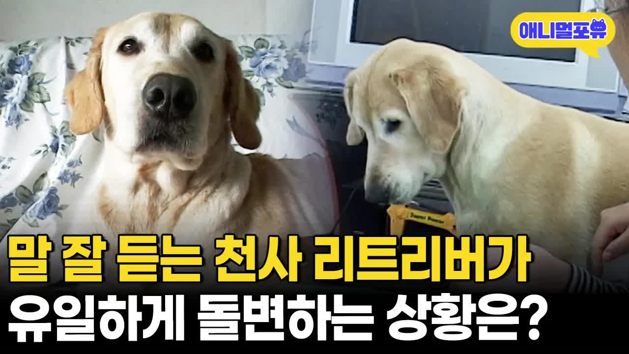 두 살배기 꼬마 집사의 하루