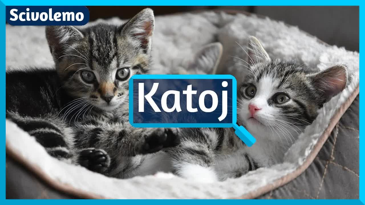 Kiel katoj hejmigis sin mem