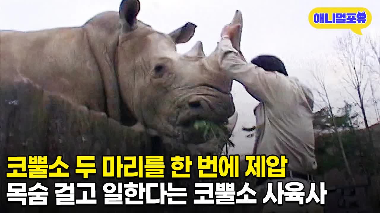 코뿔소 사육사의 하루
