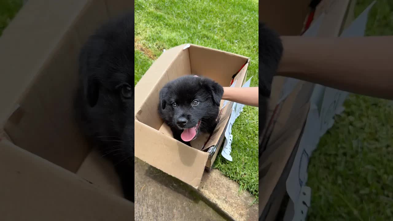 Perrito en adopción busca hogar