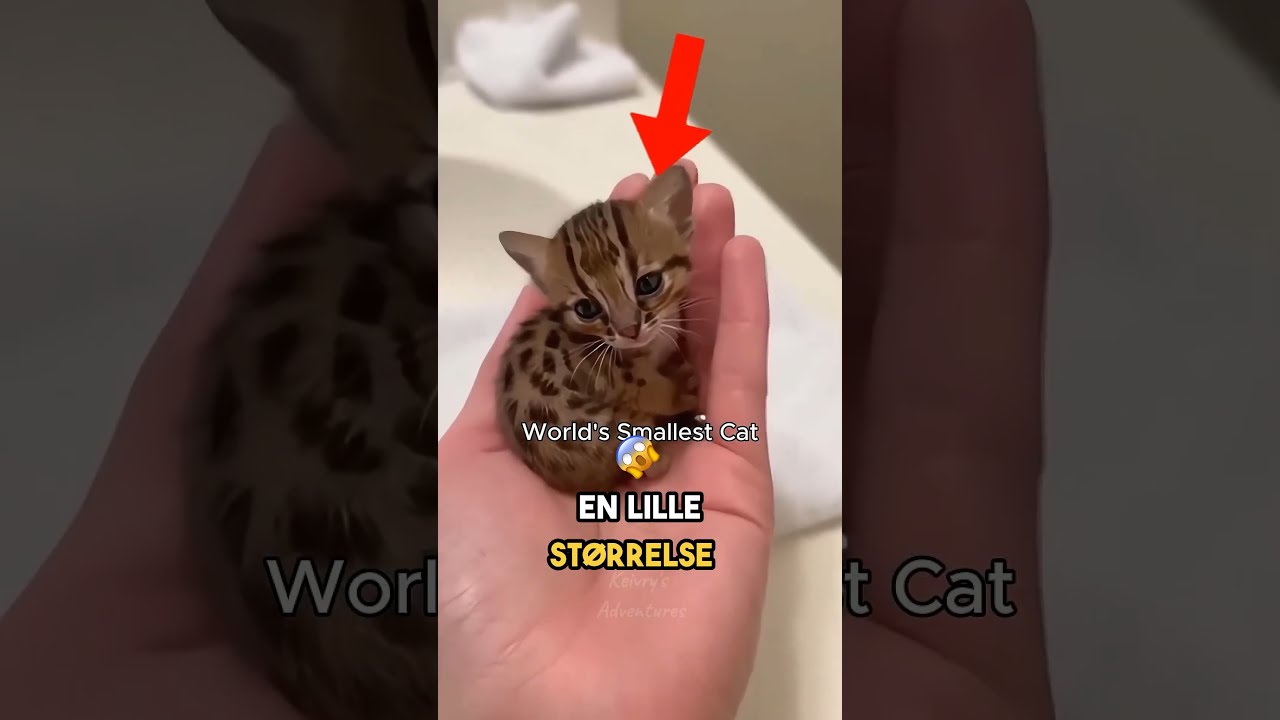 Verdens mindste kat: Rustplettet kat