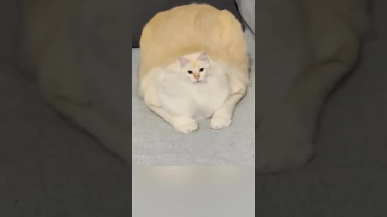Mãe dá sachê inteiro para o gato guloso