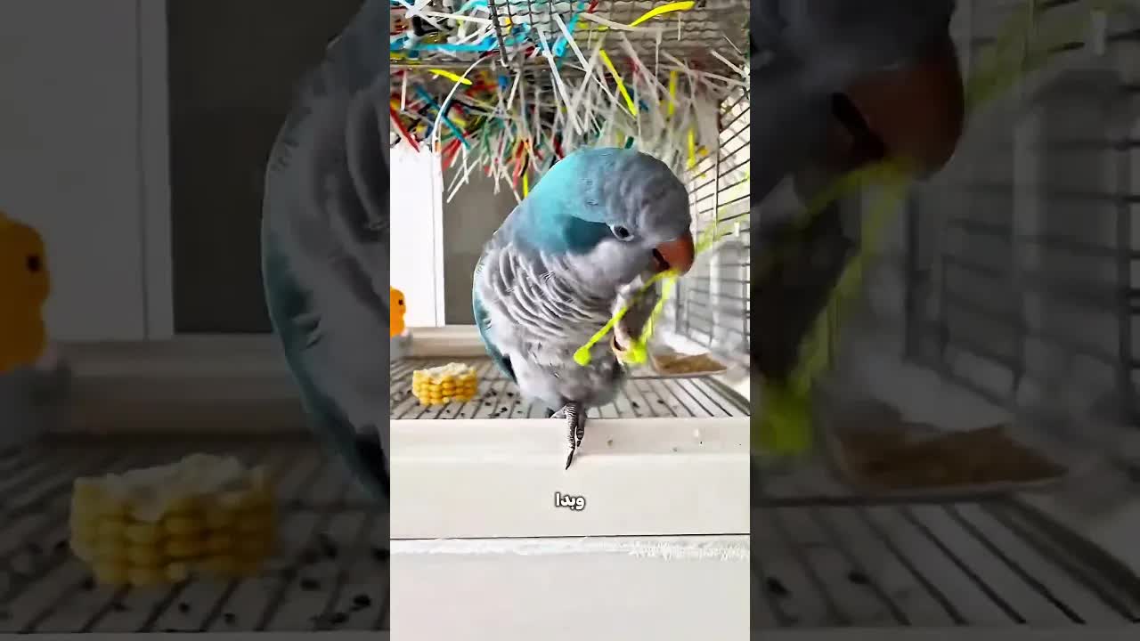 الببغاء بنى بيتًا لصغاره من البلاستيك