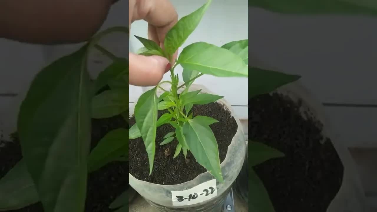 Paano mag-pruning ng sili nang tama