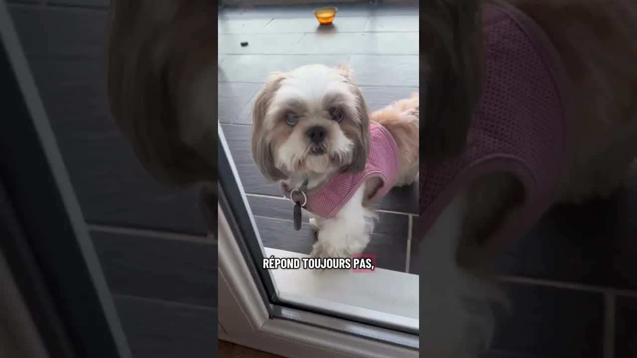tu trouves un chien perdu et tu passes la soirée avec lui