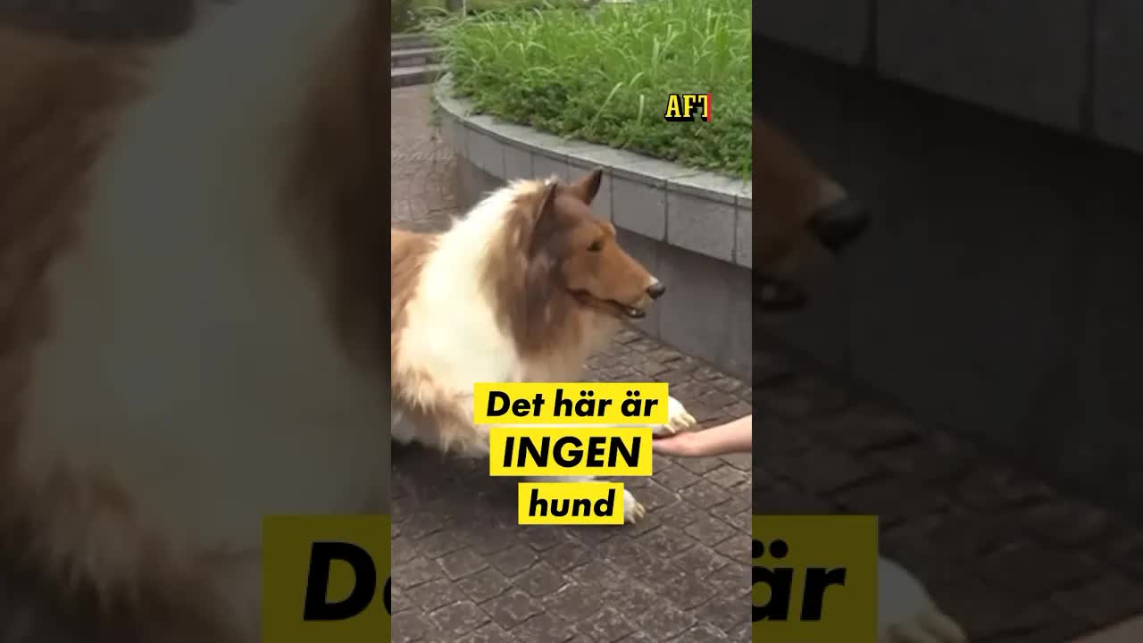 Japansk youtuber blir hund för 150 000 kronor