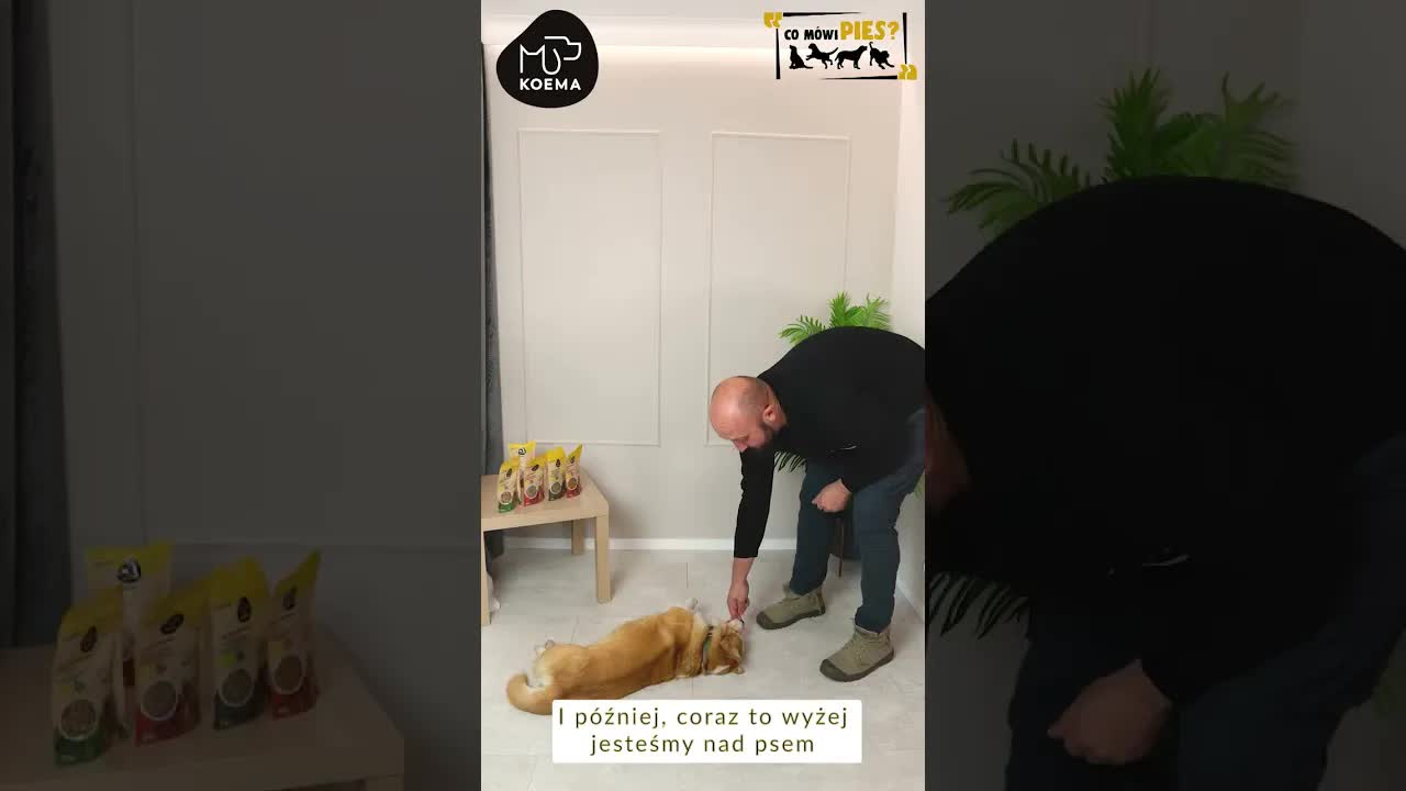 Jak nauczyć psa sztuczki Siadł i Leżeć