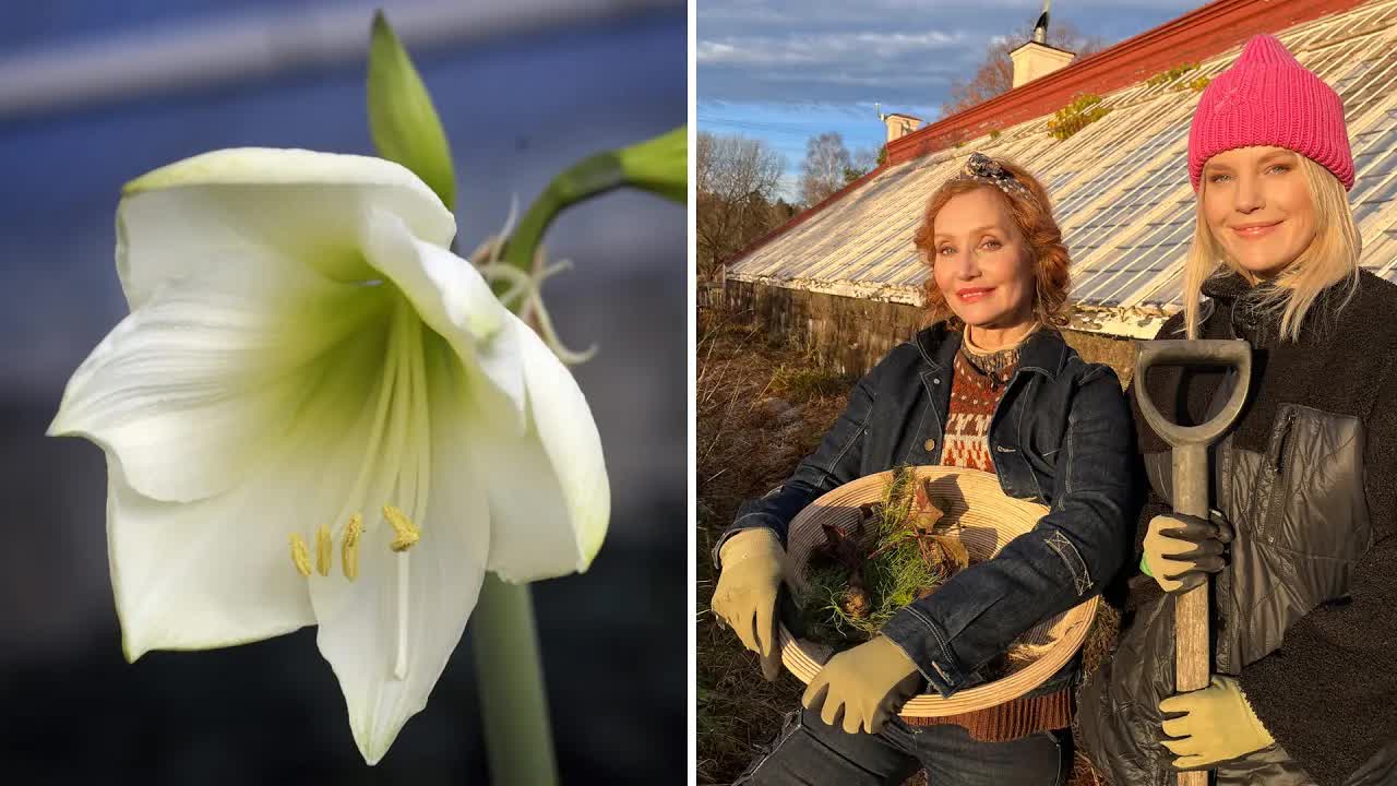 Så får du din amaryllis att blomma till jul