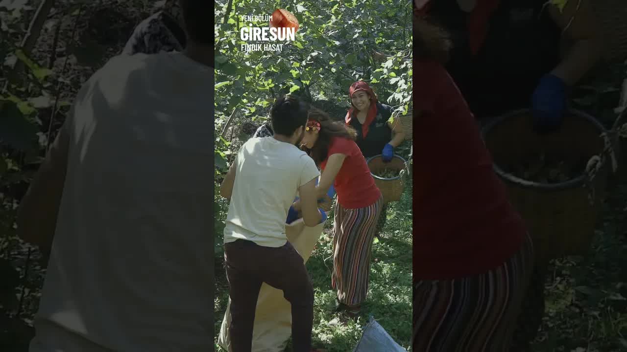 Karadeniz Fındık Hasadı ve Gelenekleri