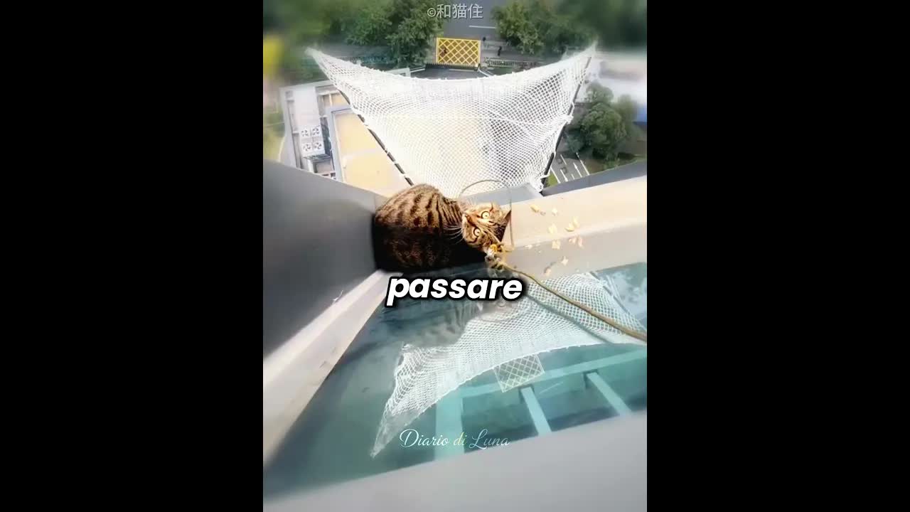 Gattino salvato da un grattacielo