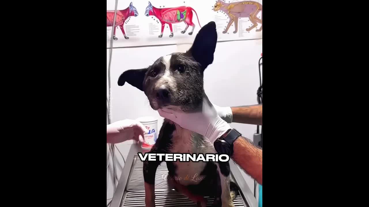 Un cane riceve una sedia a rotelle da Mercedes
