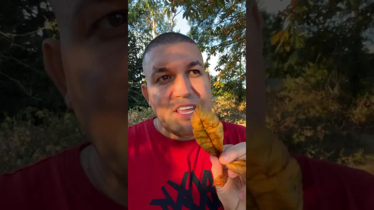 De ce se fac frunzele portocalii toamna?