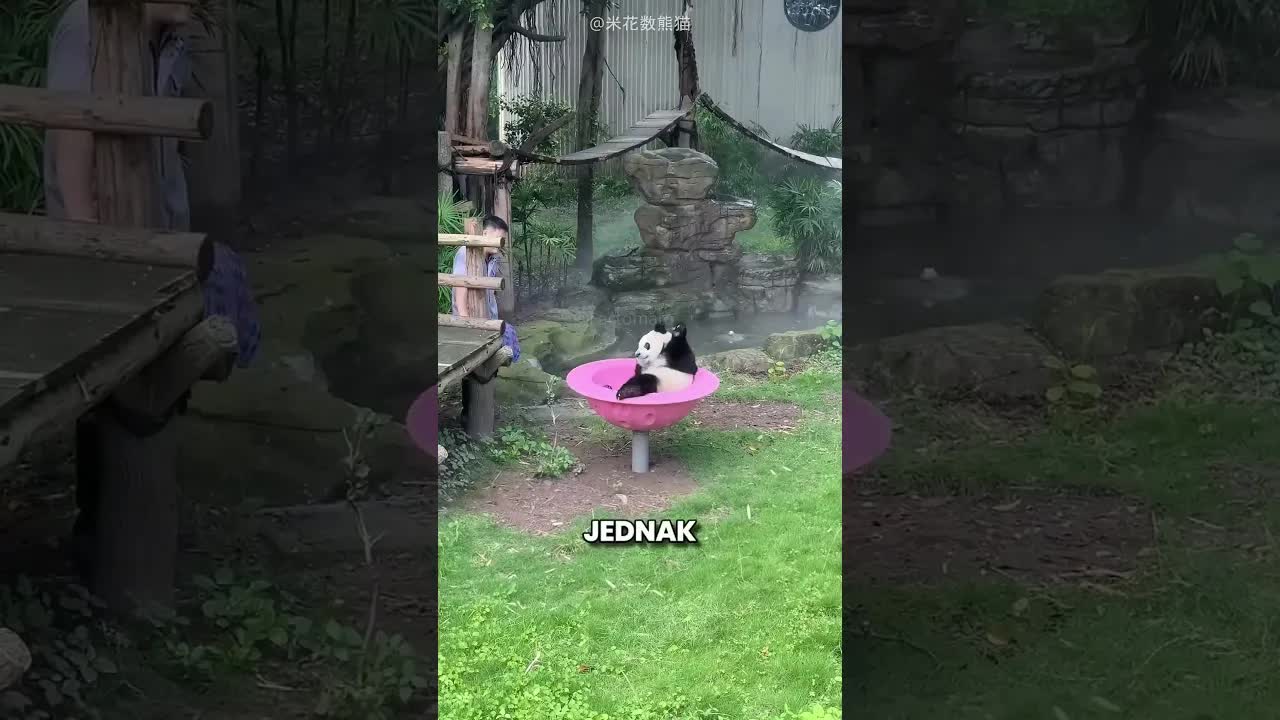 Mężczyzna zrobił pandzie niespodziankę