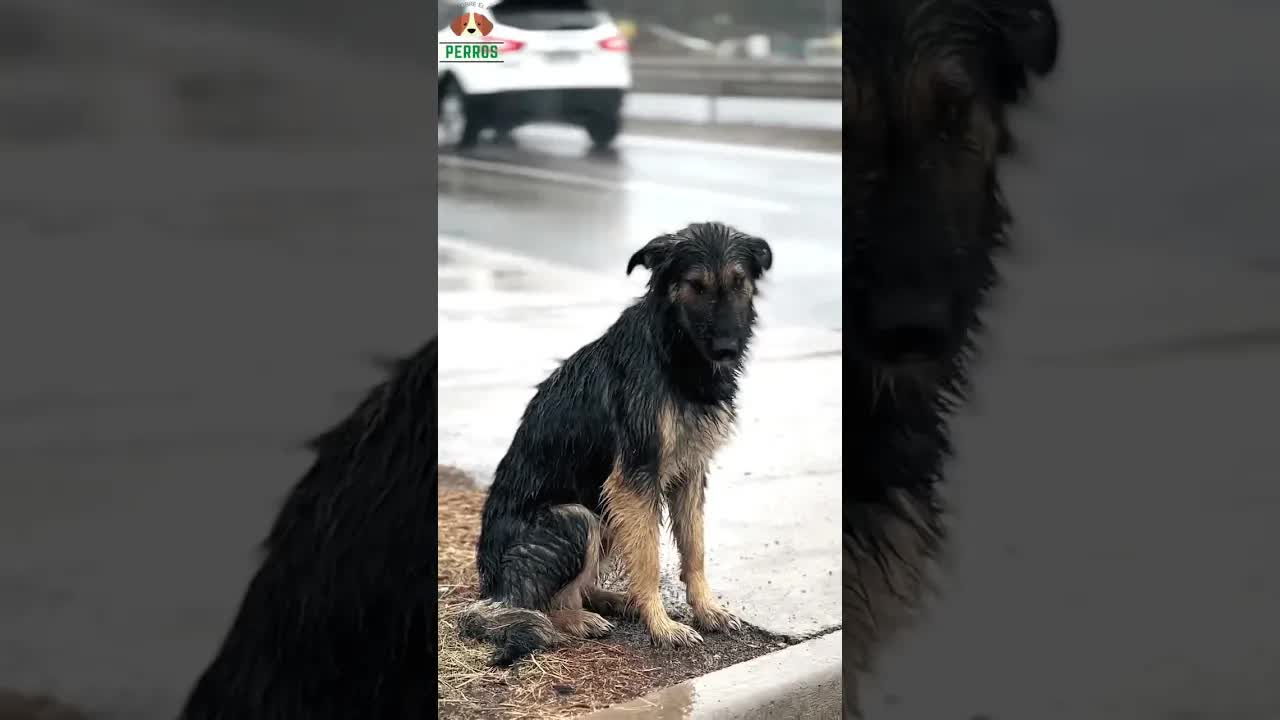 Rescatamos un perro abandonado bajo la lluvia