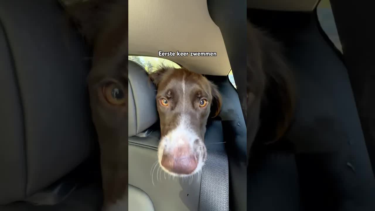 Puppy Finn gaat voor het eerst zwemmen