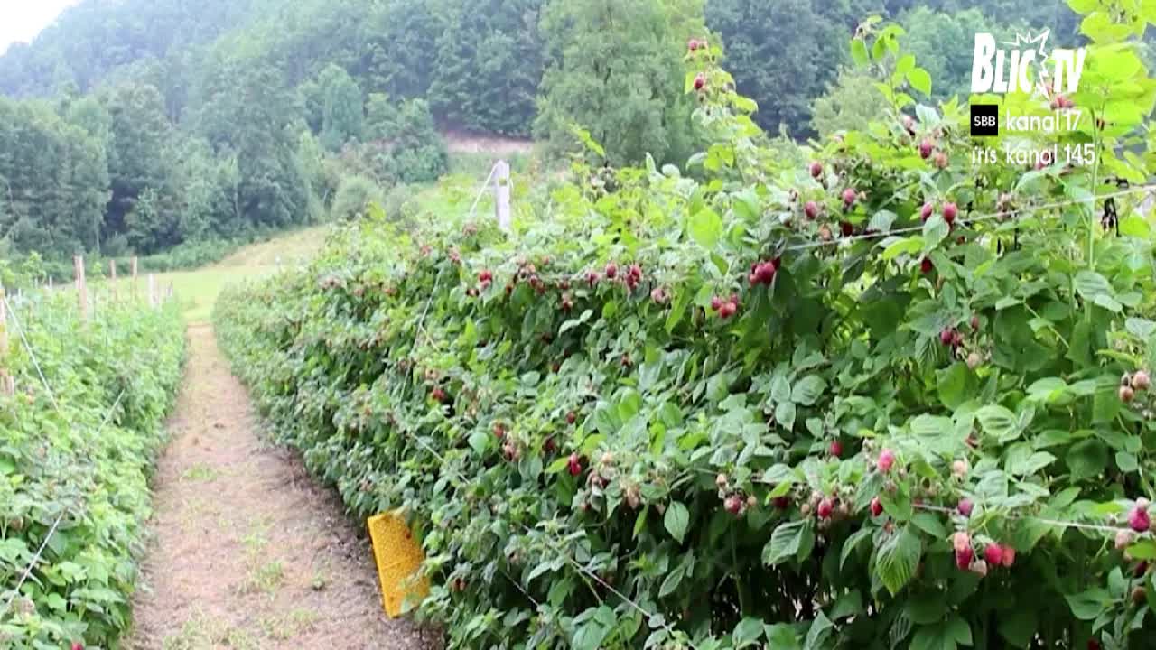 Nema dovoljno berača za sezonu malina i borovnica