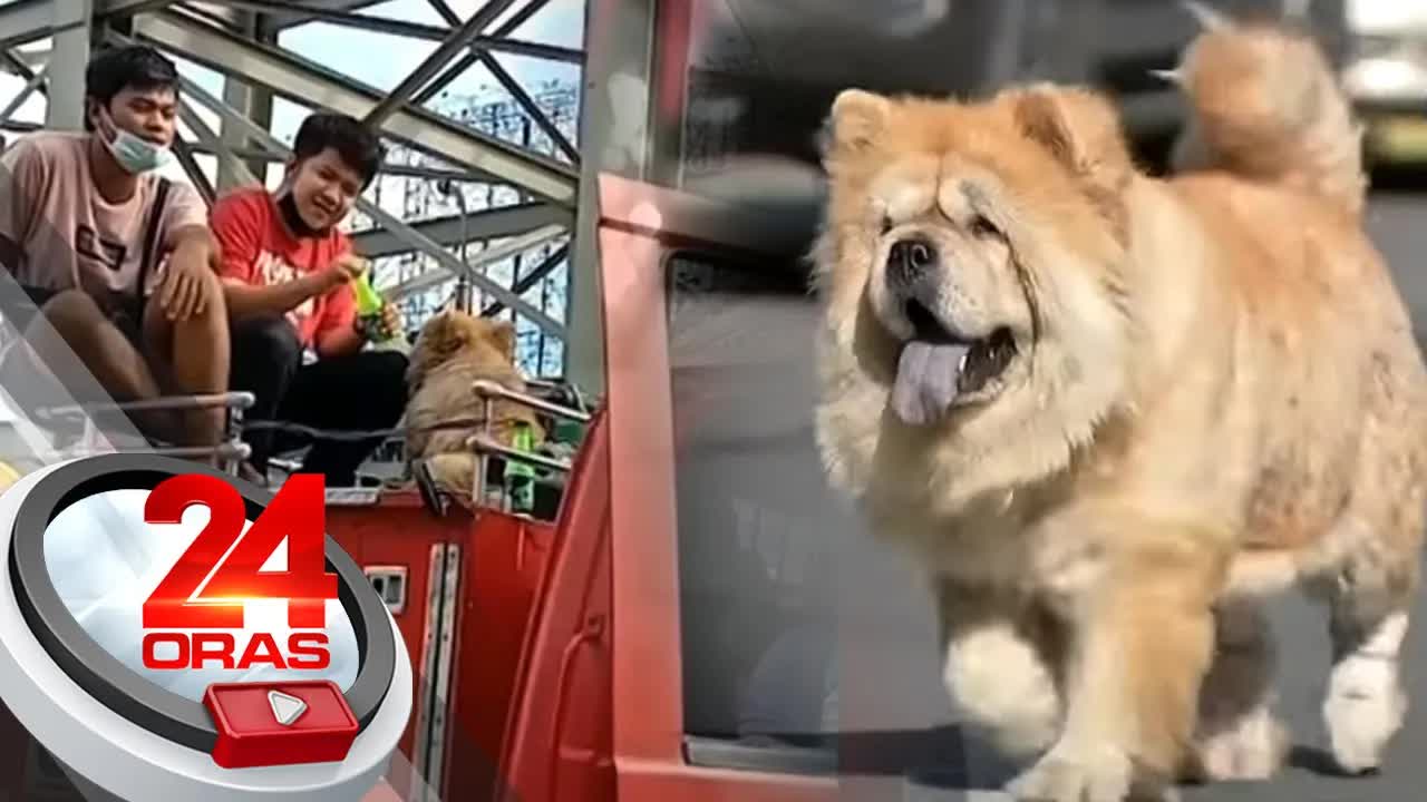 Asong nawala sa EDSA, nasagip at naibalik sa amo