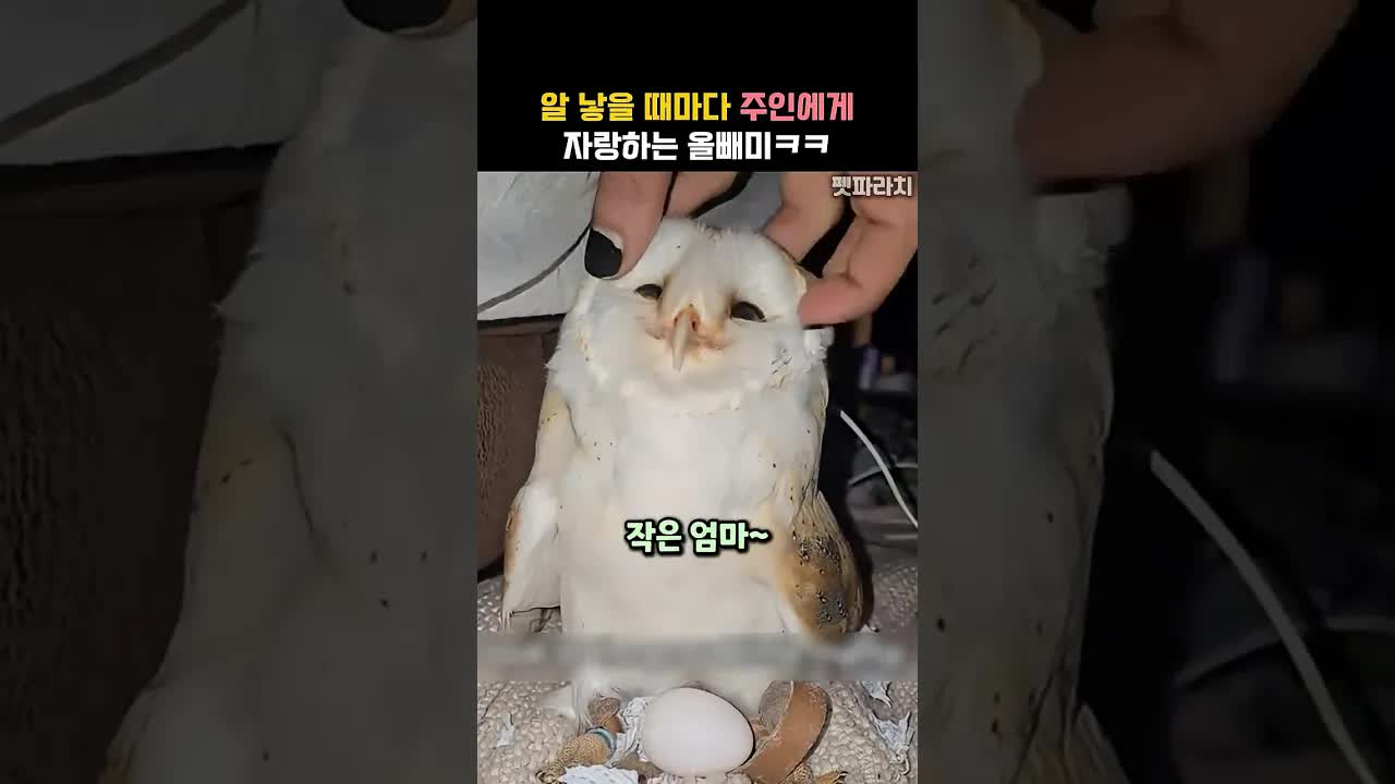알 낳은 올빼미가 주인에게 자랑하는 귀여운 순간