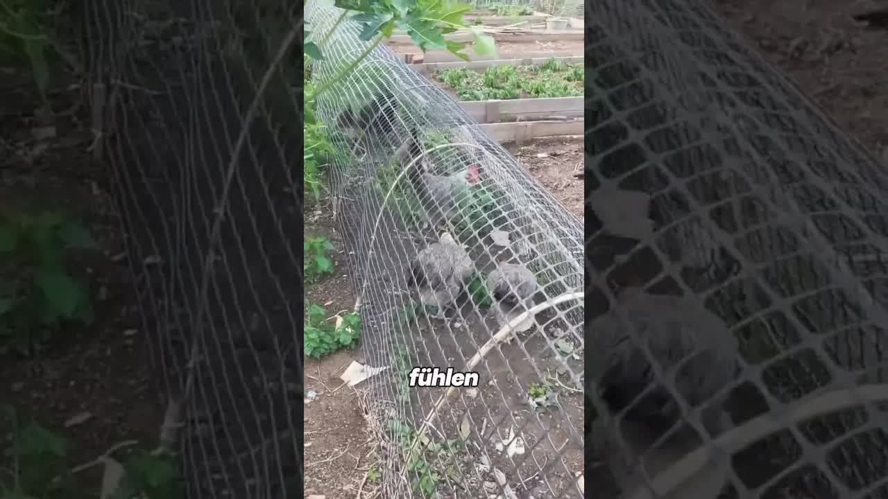 Geniale Hühner-Tunnel-Idee für den Garten