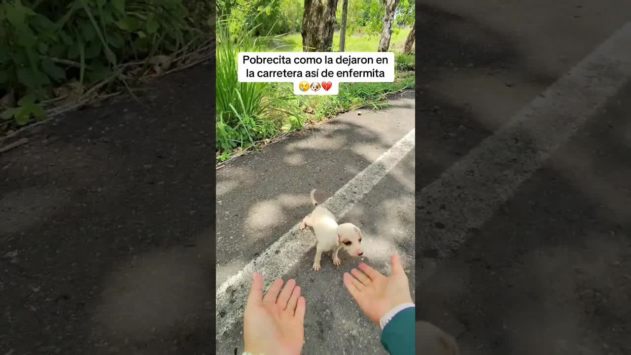 Encontramos a una perrita enferma en la carretera