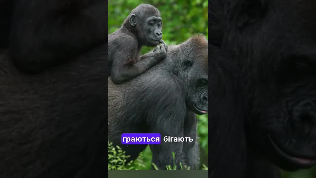 Соціальна структура та лідерство у групах горил