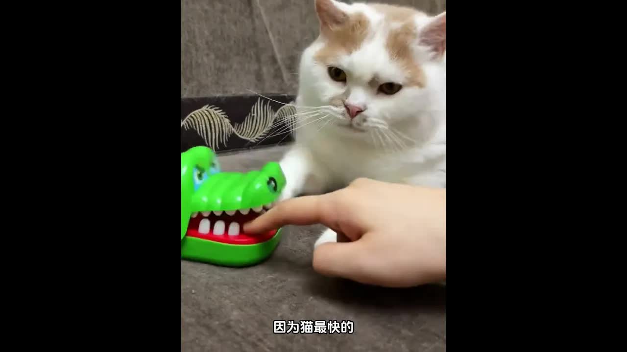 猫的反应速度为什么这么快？