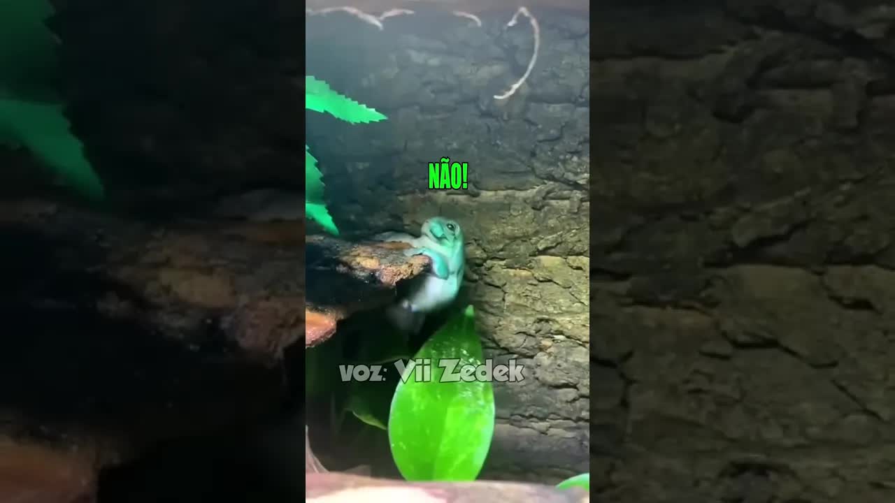 Bichinhos que nos entendem