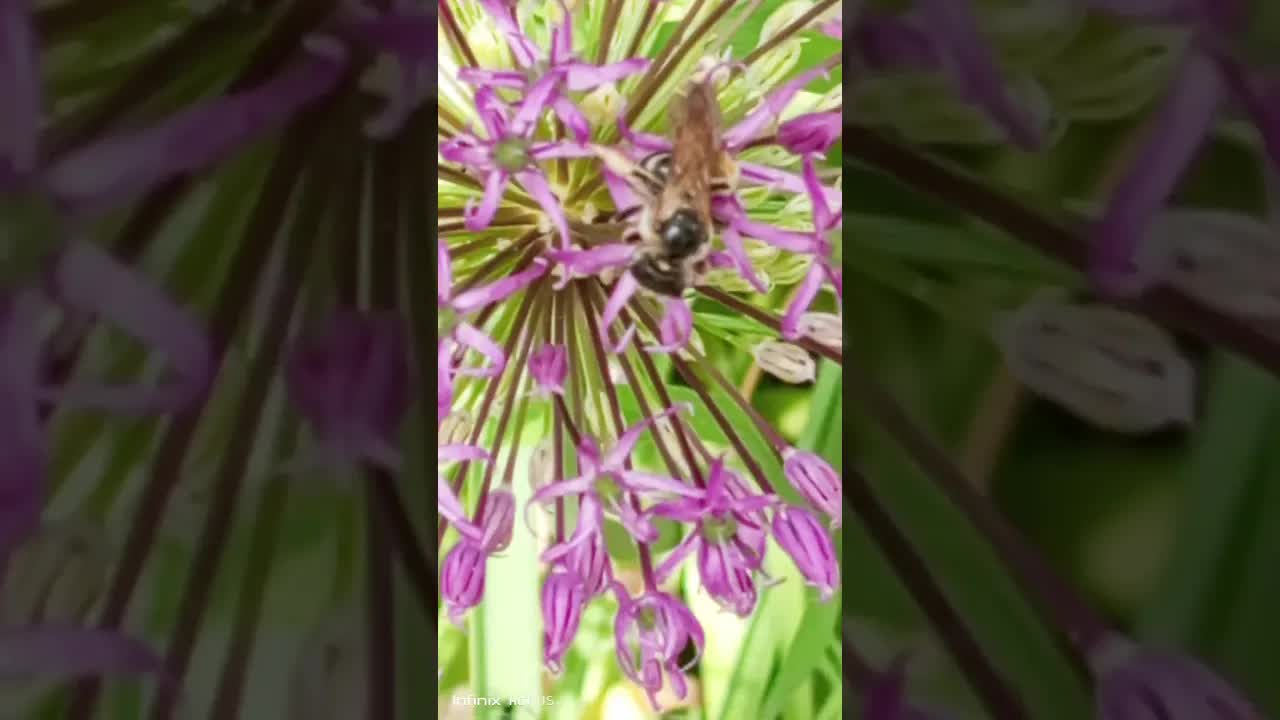 Весенняя песенка про пчёлок и цветы