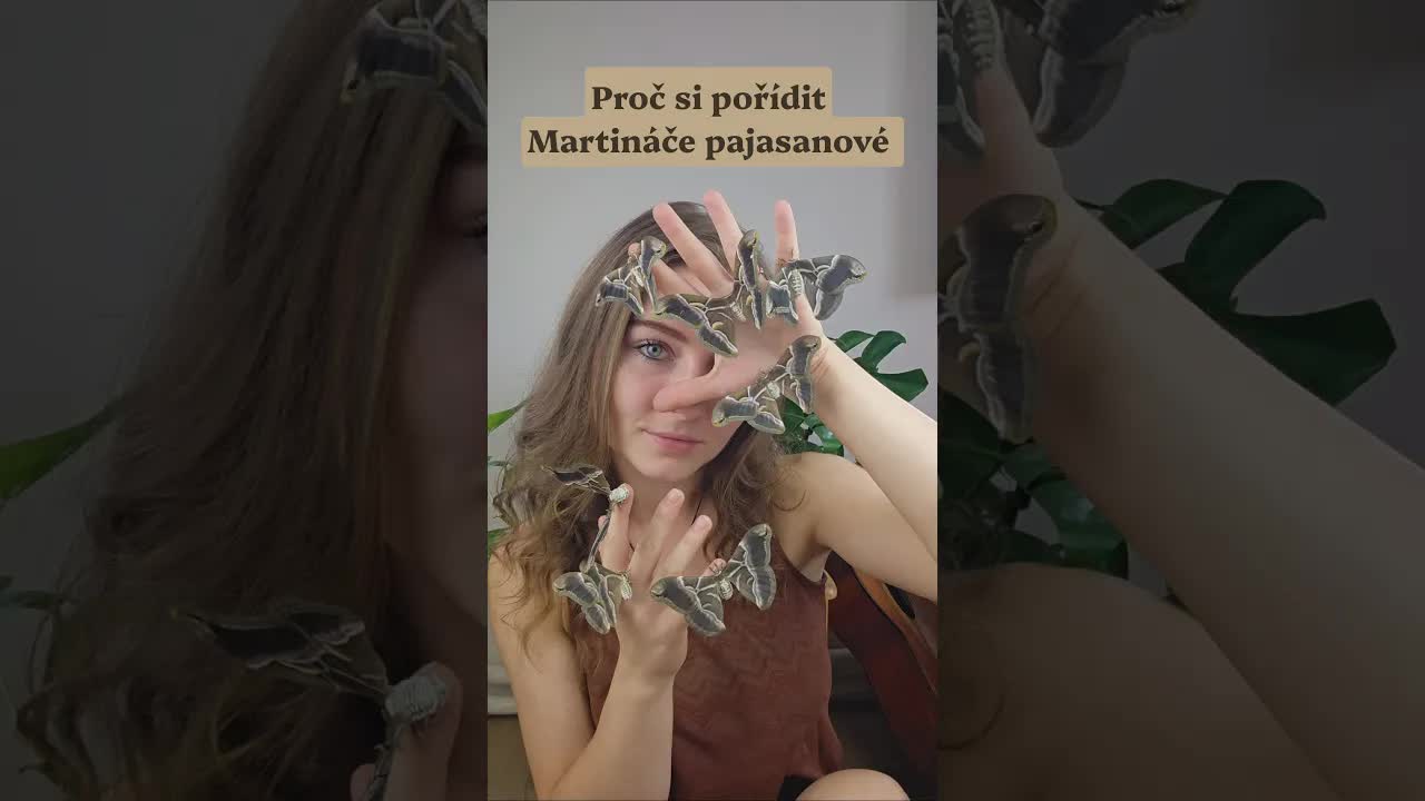 Proč chovat motýly Martináče pajasanové