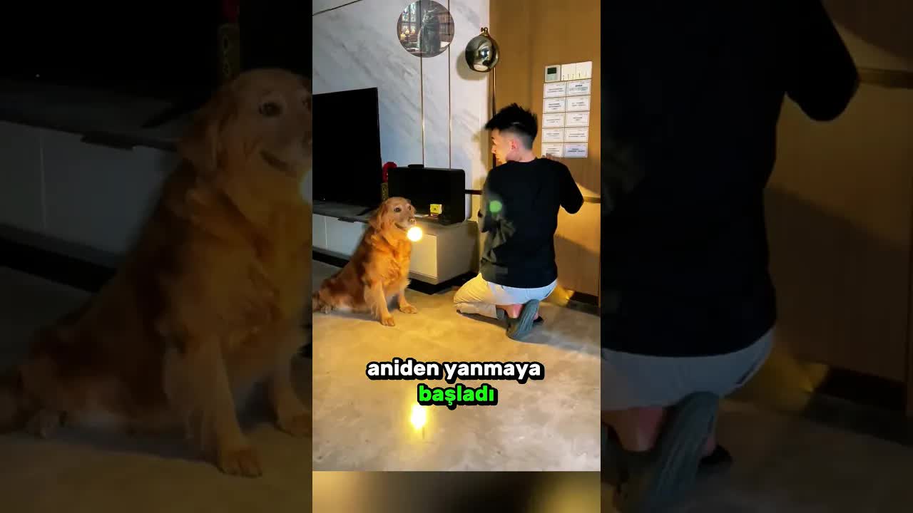 Özel Güce Sahip Sevimli Köpeğin Hikayesi