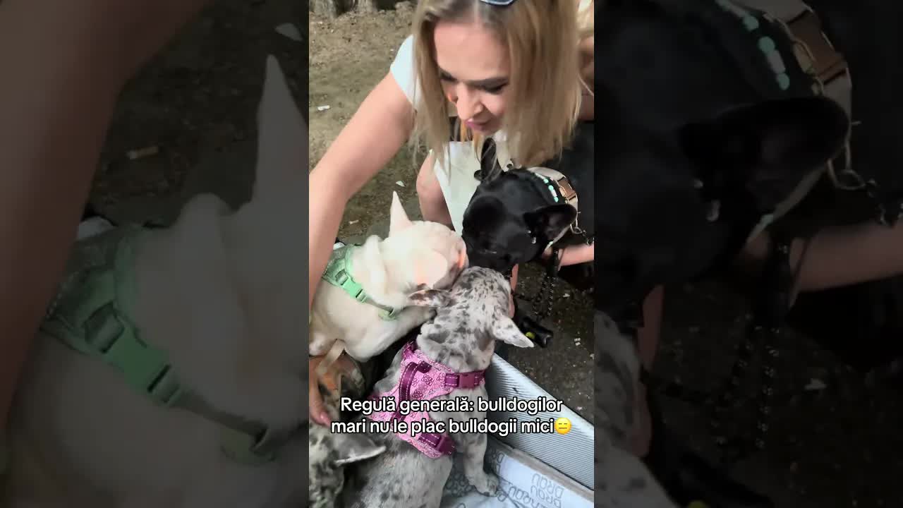 Bulldogii mari nu-i plac pe cei mici