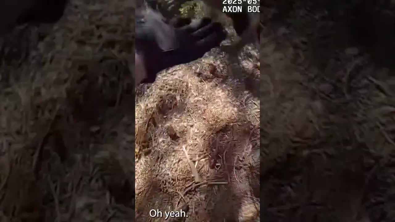 Raccoon Family Rescued From Stove