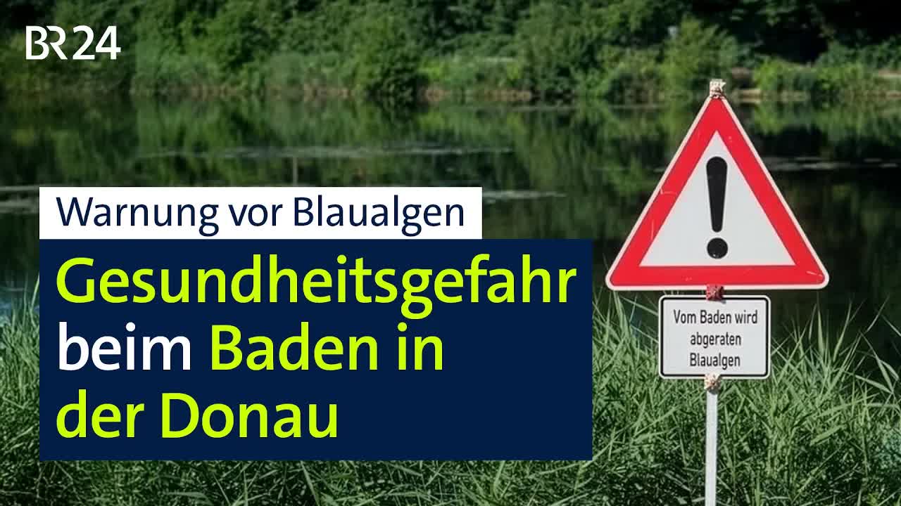 Blaualgen in der Donau: Zillenfahrten trotz Warnung