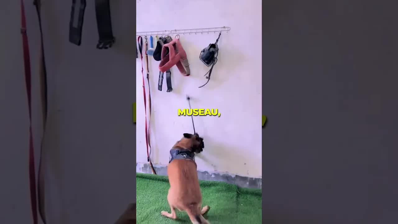 Un chien brave la pluie pour aider sa maîtresse