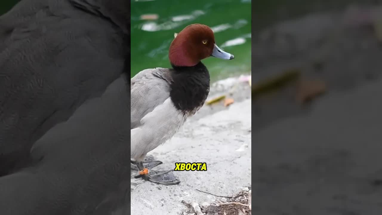 Чому качки не промокають у воді?