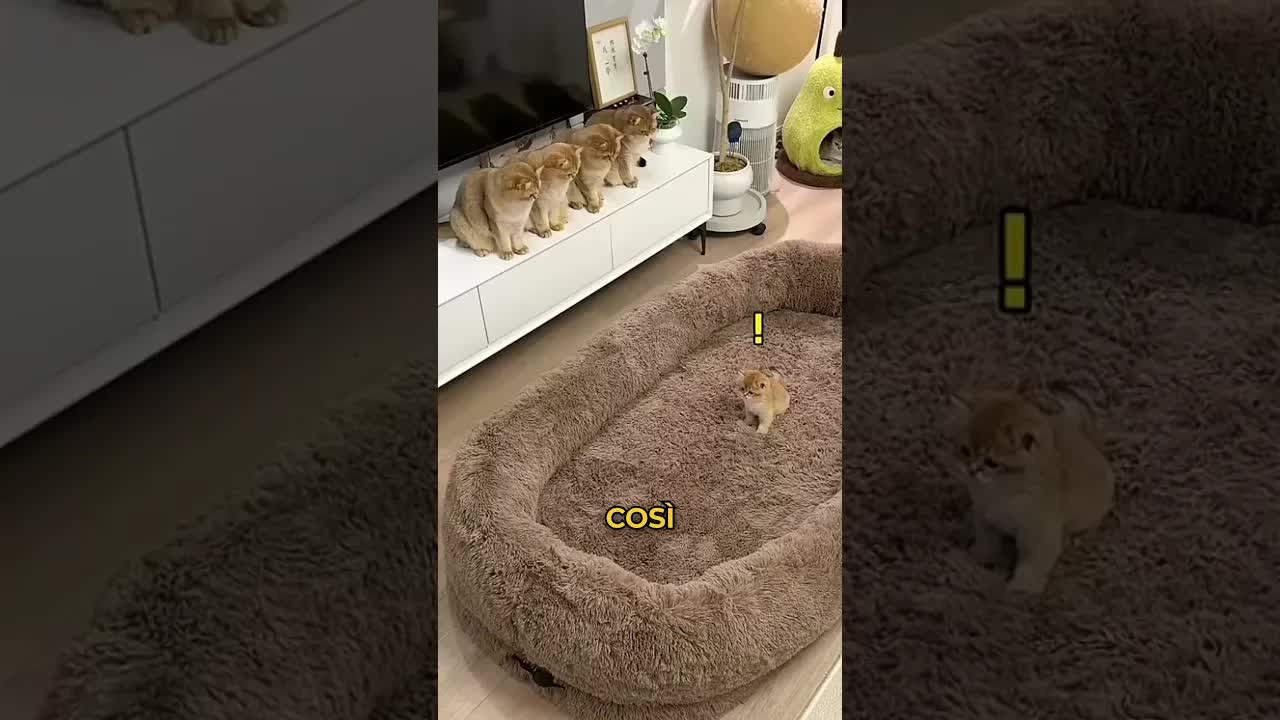 Come reagiscono i gatti a un letto gigante?