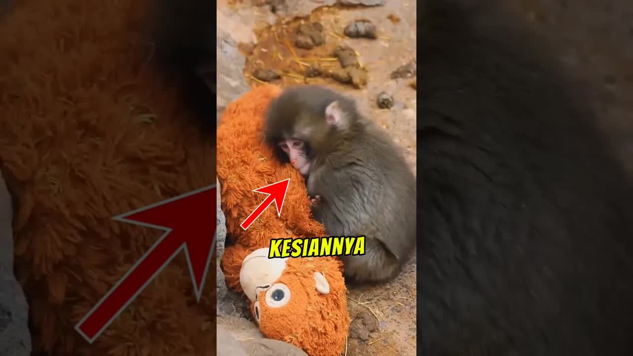 Panci Monyet Kecil dan Plushie IKEA