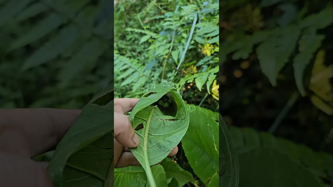 Thấy tổ chim và trứng trong nhà