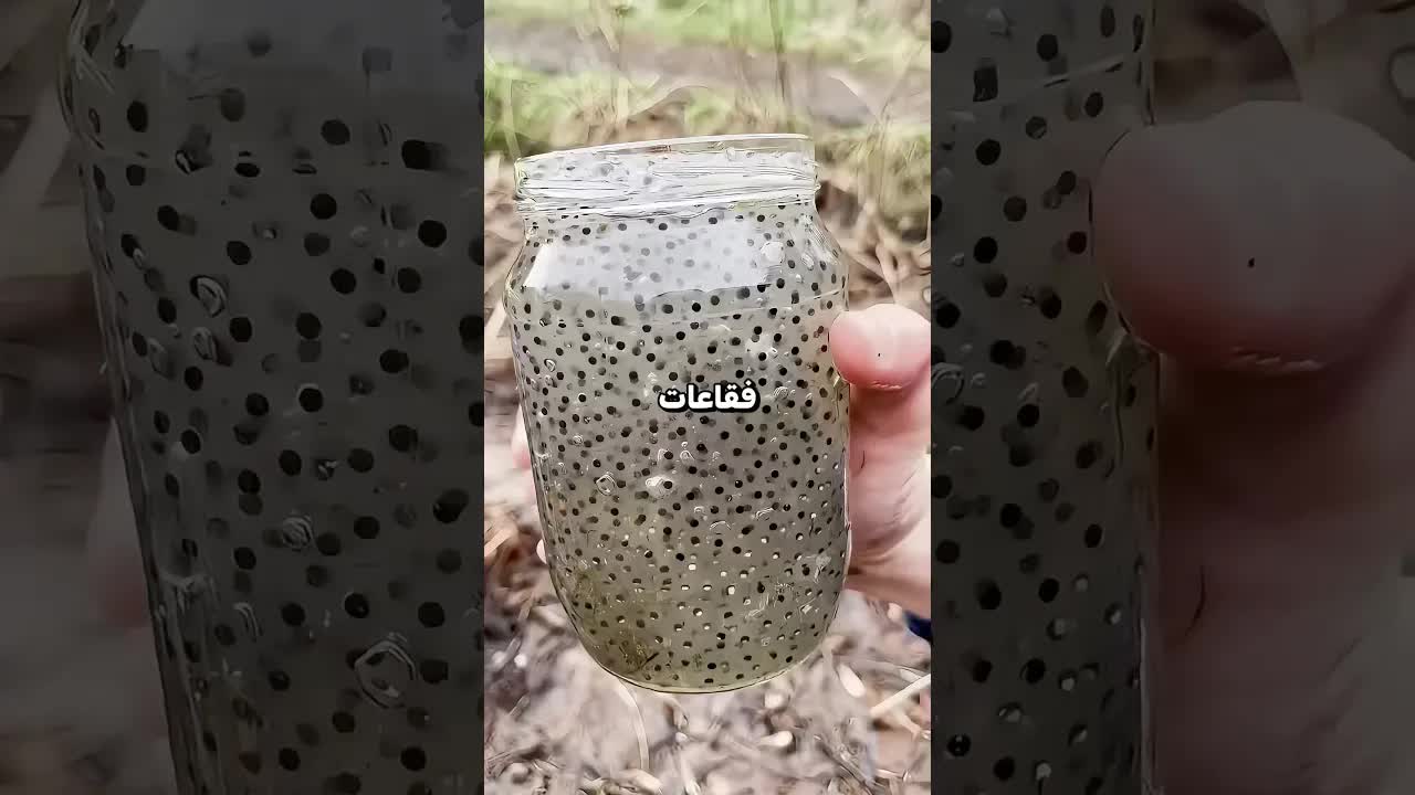 ظنّها فقاعات لكنها كانت بيض ضفادع