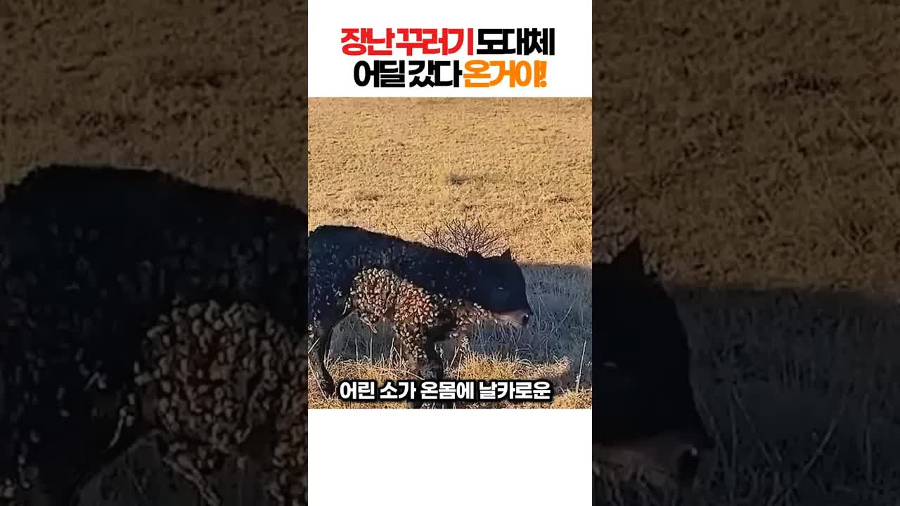 가시에 뒤덮인 송아지의 감동 구조 작전