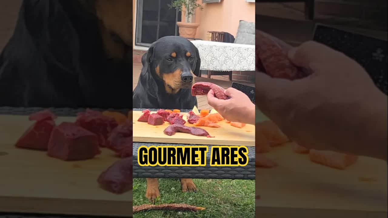 Gourmet-Menü für den Rottweiler Ares