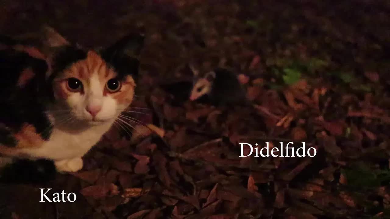 Mi Trovis Didelfidon sur la Vojo
