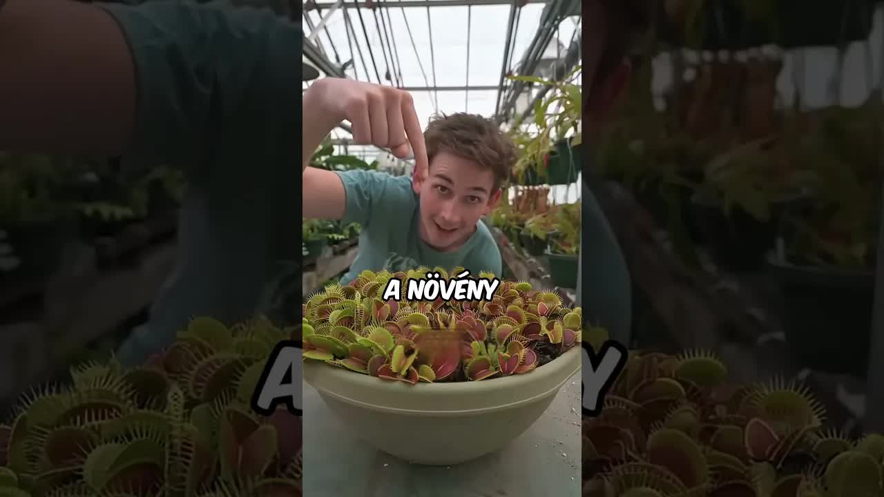 Veszélyes növényhez nyúltam – EZ történt