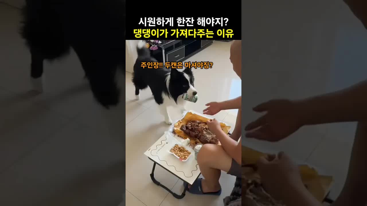 치킨 먹는 주인 옆, 댕댕이의 영리한 맥주 캔 가져오기